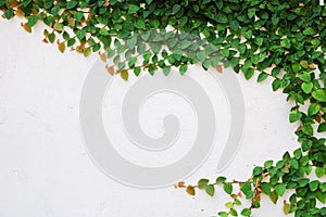 Zelený liana rastlina na stena 