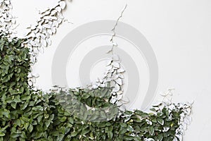 Green creeper plant on a wall covered with a wall paint covering its leaves