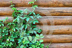 Green creeper plants against the old heavily cracked wooden wall as a background