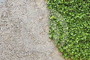 Green creeper on the stucco cracked wall.