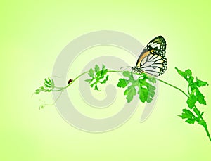 the green creeping plant with butterfly and ladybug on green background