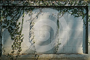 Green creeping plant on white paint brick wall copy space with sunlight shadow