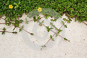 Green creeping plant with yellow flower on concrete background