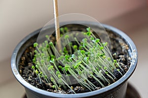 Green cress small plant on the window sill in the pot in the room. Small sprout.