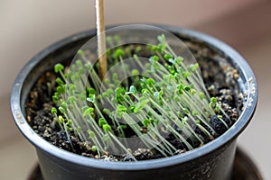 Green cress small plant on the window sill in the pot in the room. Small sprout.