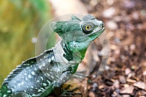 Green Crested Basilisk (Basiliscus plumifrons)