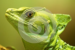 Green Crested Basilisk - Smithsonianâ€™s National Zoo and Conservation Biology Institute 2018 Series