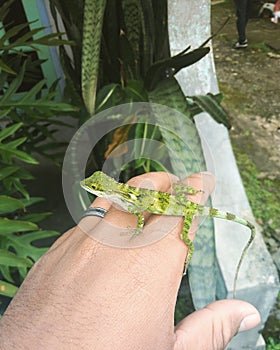 Camaleón es un Tipo de camaleón tribu cual es un encontró en Sureste 