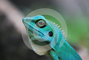 Verde crestado lagarto 