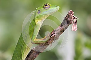 Green crested Lizard