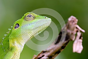 Green crested Lizard