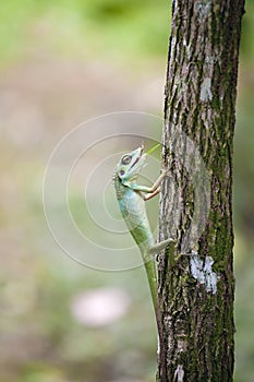 Green Crested Lizard