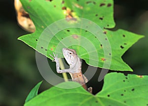 Green crested lizard