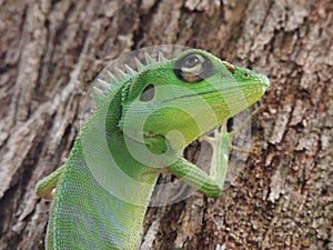 Green Crested Lizard