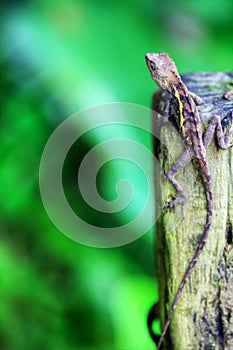 Green crested lizard