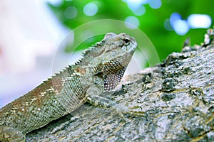 Green Crested Lizard Bark Tree Nature Background