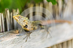 Oriental Garden Lizard, eastern garden lizard or changeable lizard on the rock against green background in natural garden