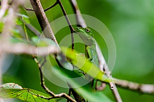 Green crested lizard on the branch in the Mulu national park