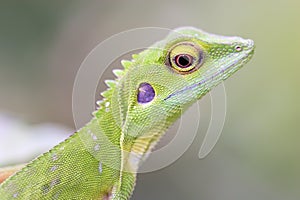 Green crested Lizard (Bronchoc