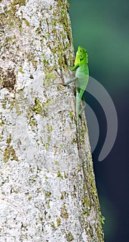 Green Crested Lizard, Bronchocela cristatella