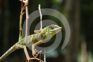 Green crested lizard (Bronchocela cristatella)