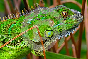 Green crested lizard (Bronchocela cristatella)