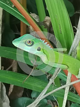 Green Crested Lizard Bronchocela cristatella