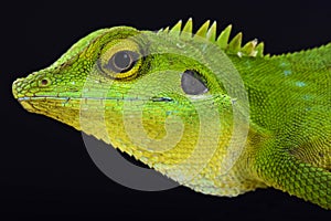 Green crested lizard (Bronchocela cristatella)