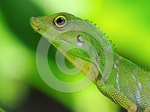 Green Crested Lizard