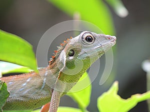 Green Crested Lizard