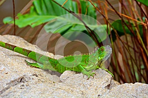 Green crested lizard (Bronchocela cristatella)