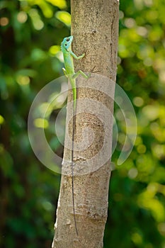 Green crested lizard - Bronchocela cristatella is a species of green agamid lizard endemic to Southeast Asia, found in Malaysia,