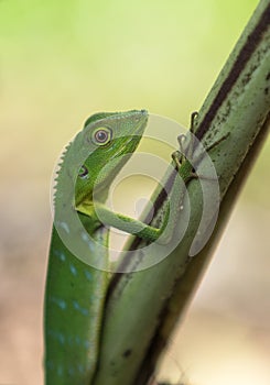 Green crested lizard - Bronchocela cristatella. Wild animal from Mulu National Park in Malaysia, Borneo