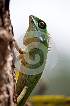 Green Crested Lizard climbing tree