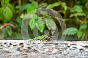 Green crested lizard consuming prey at the wooden fence in the Mulu national park