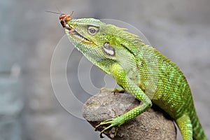 A green crested lizard is eating a cricket.