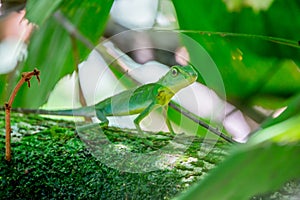 Green crested lizard in the forest in the Mulu national park