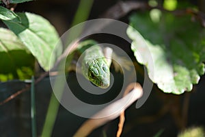 Green crested lizard on green grass