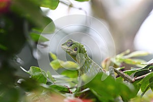 Green crested lizard looking for food