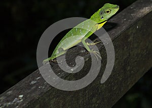 A green crested lizard rests on a wooden pillar in Borneo, Sarawak, Malaysia