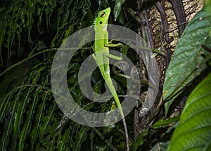 A green crested lizard rests on a wooden pillar in Borneo, Sarawak, Malaysia