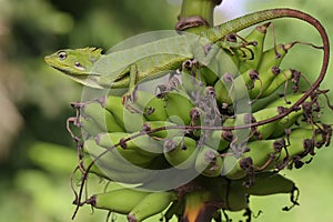 A green crested lizard is sunbathing on a rotten coconut tree before starting his daily activities.