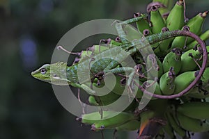 A green crested lizard is sunbathing on a rotten coconut tree before starting his daily activities.