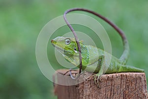 A green crested lizard is sunbathing on a rotten coconut tree before starting his daily activities.