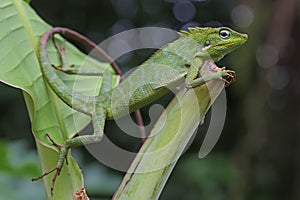 A green crested lizard is sunbathing on a rotten coconut tree before starting his daily activities.