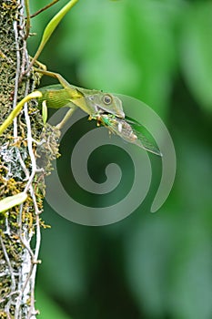 Green crested lizard on a tree trunk eat eating a large prey Cicada insect