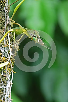 Grün mit haube Eidechse auf der ein Baum koffer essen Essen der große beute Zikade insekten 