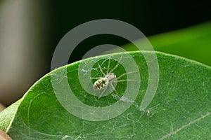 Green Cribellate Spider, Nigma walckenaeri, Satara, Maharashtra