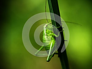 Green cricket