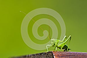 Green cricket.